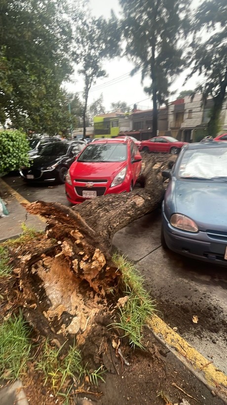Cae árbol y daña dos autos y un poste de concreto en Venustiano Carranza