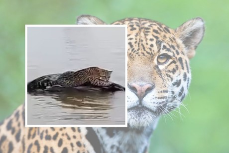 Encuentran majestuoso jaguar cerca de la presa 