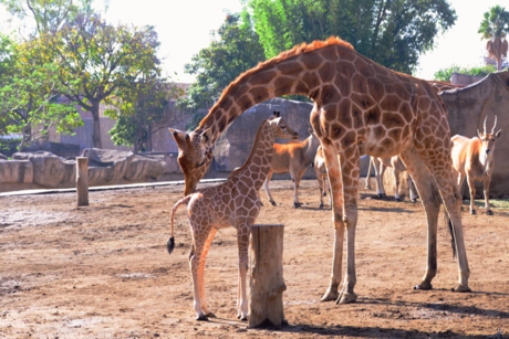 Elige el nombre de la Jirafa bebé en el Zoológico de San Juan de Aragón