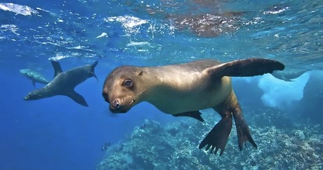 Inicia temporada de reproducción de lobos marinos en Isla Espíritu Santo