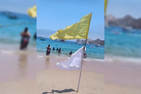 ¡Aguas con las medusas! Colocan banderas blancas en 3 playas de Los Cabos