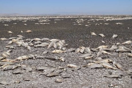 Mueren miles de peces en Chihuahua