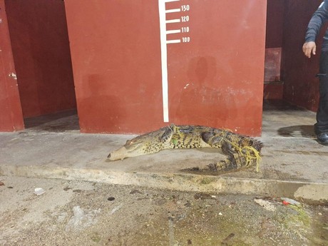 Capturan cocodrilo cerca de la carretera Mérida-Motul