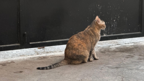 Animalistas de Mérida le apuestan al cuidado de animales callejeros