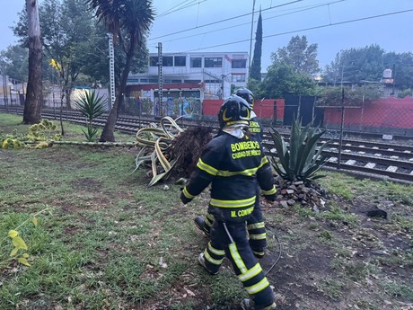 Tren ligero detenido por caída de árbol en calzada México-Xochimilco