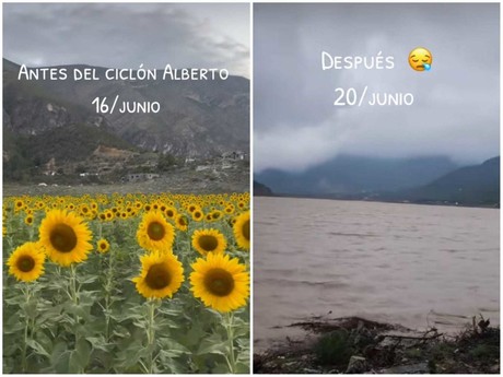 ¿Dónde quedaron? Girasoles de Laguna de Sánchez quedan bajo el agua (VIDEO)