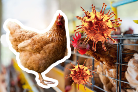 Alarma mundial: Primera muerte por influenza aviar H5N2 confirmada en México