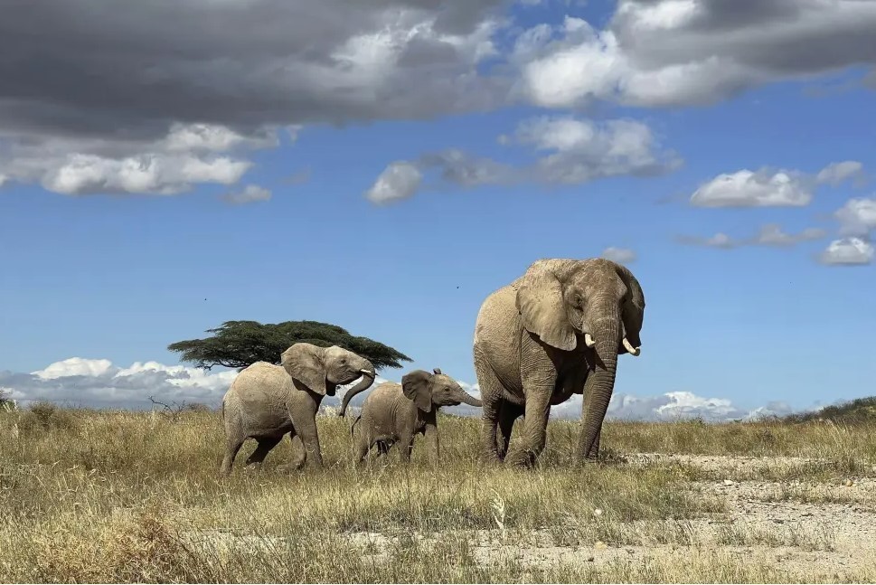 Los elefantes africanos se llaman unos a otros y responden a nombres individuales. (Foto. George Wittemyer via AP)