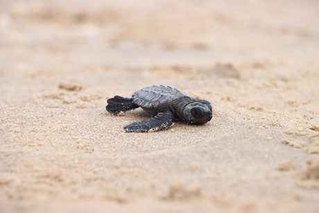 Preparan liberación de crías de tortuga lora en playas tamaulipecas