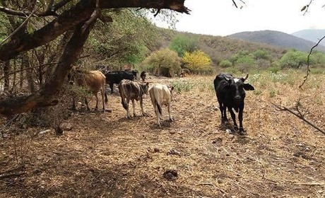 Programa de apoyo para los ganaderos por sequía en Tamaulipas