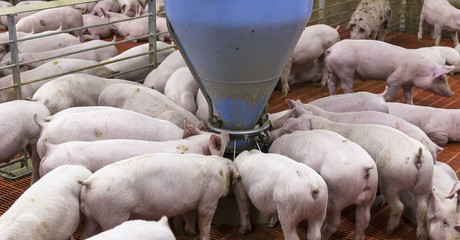 Multan a 26 mega granjas de cerdo en Yucatán por violar leyes ambientales