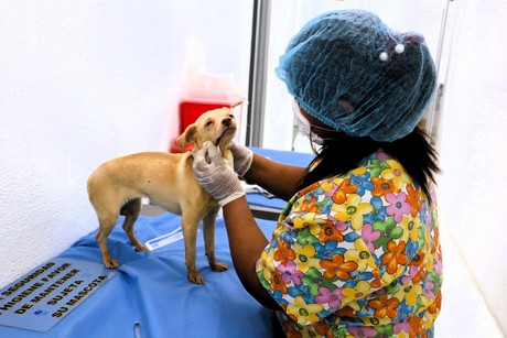 Protección de mascotas en Santa Catarina: Centro de Atención Canino y Felino