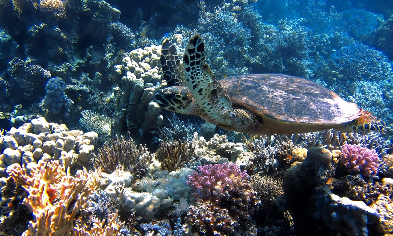 Arrecife de Coral de Cabo Pulmo, BCS. I Foto: El Souvenir.