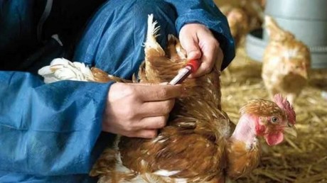 Gripe aviar H5N2: En Edomex ocurre la primera muerte en México y el Mundo