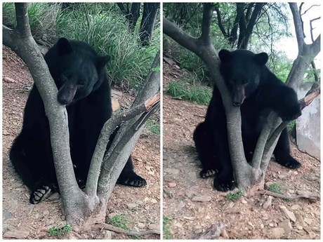 ¡Estoy cansado papito! Joven encuentra a oso descansando en Monterrey (VIDEO)