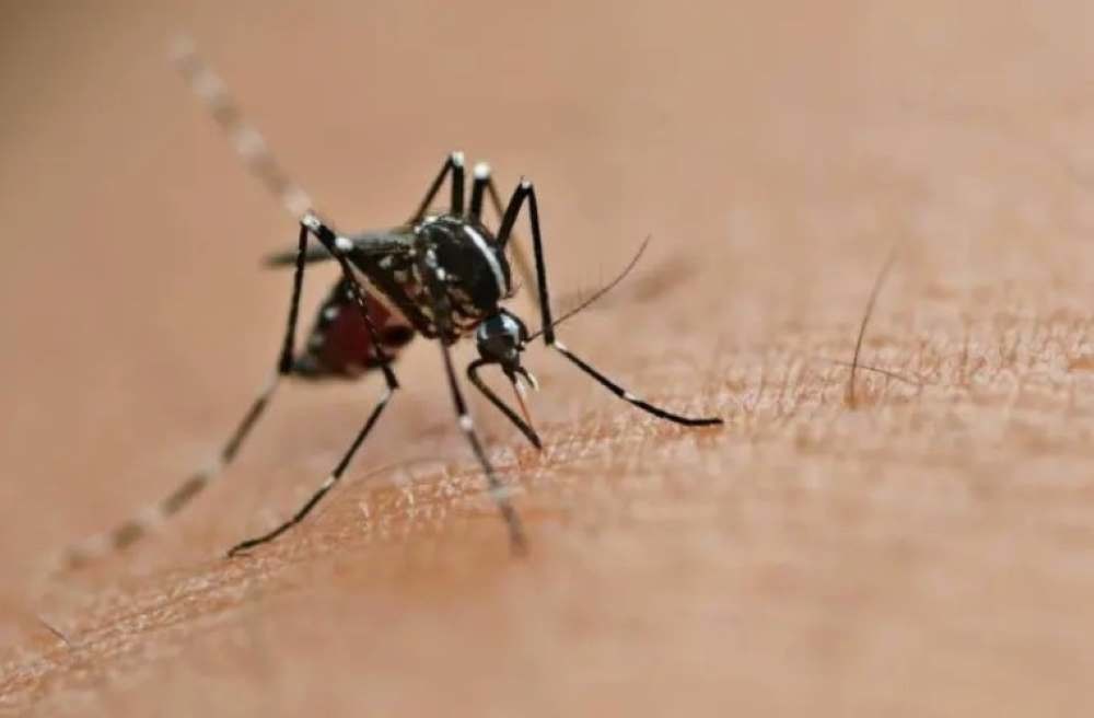 América se enfrenta a una grave crisis del dengue. Foto. Especial