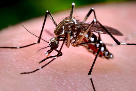 Alerta: Confirman 475 casos de dengue en Edomex