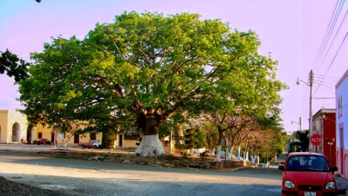 La Ceiba es uno de los árboles más representativos de Yucatán Foto: Especial