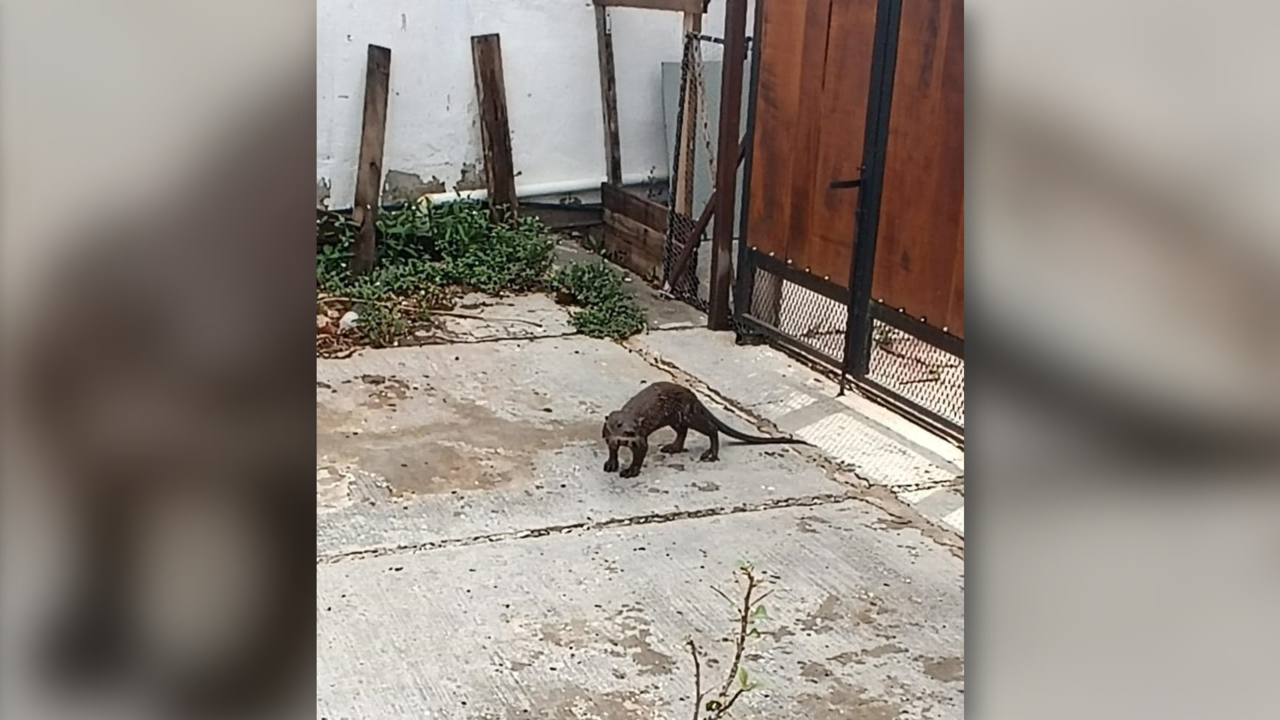 Pese a que la especie se encuentra naturalmente en Yucatán, su presencia en zonas urbanas es inusual Foto: Redes sociales