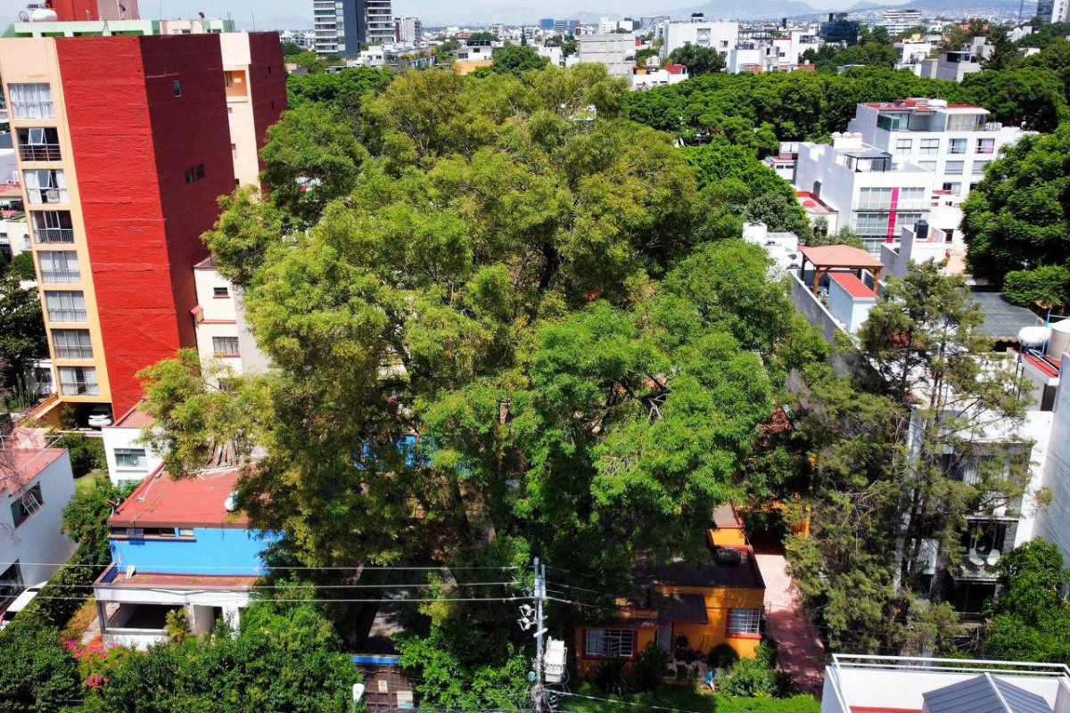 Árbol Eugenio. Foto: Gobierno de la CDMX