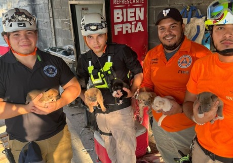 Rescatan a seis cachorros huérfanos tras azote de 'Alberto' en Santa Catarina