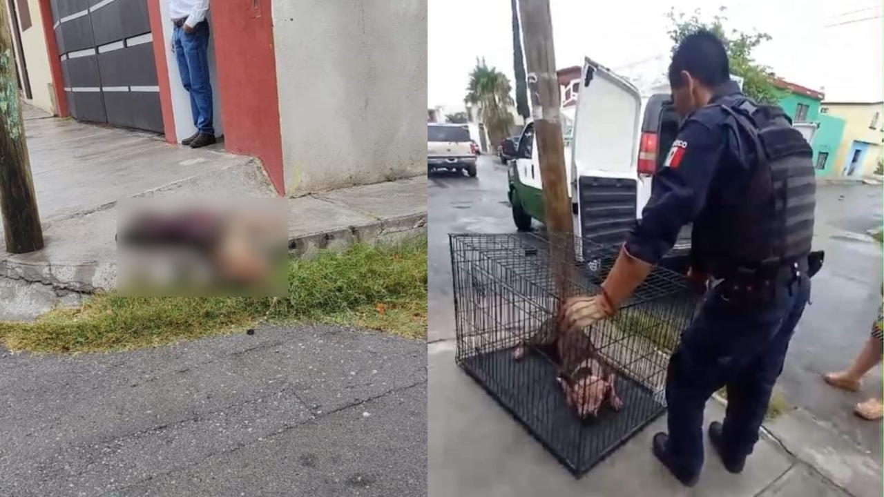 Autoridades sanitarias retiran los restos del canino / Foto: Facebook 'Acción y Rescate'