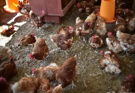 Detectan virus de la gripe aviar en aguas residuales de Houston