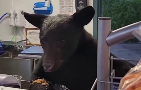 Se cuela oso negro en puesto de comida y ataca a empleada (VIDEO)