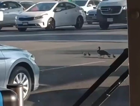¡A la calle, patos! Avistan patitos cruzando avenida (VIDEO)