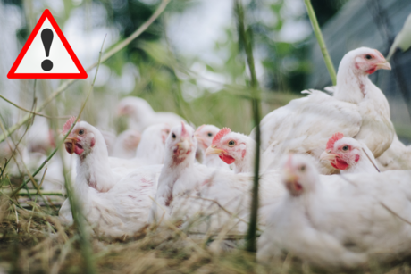 OMS rectifica: Fallecimiento en México no fue por gripe aviar