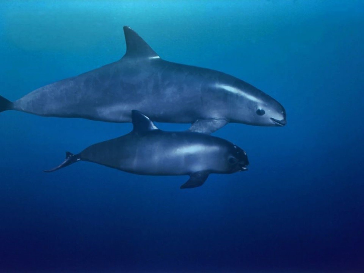 Las vaquitas marinas son capaces de resistir las altas temperaturas del golfo de California. Foto: Portal Ambiental