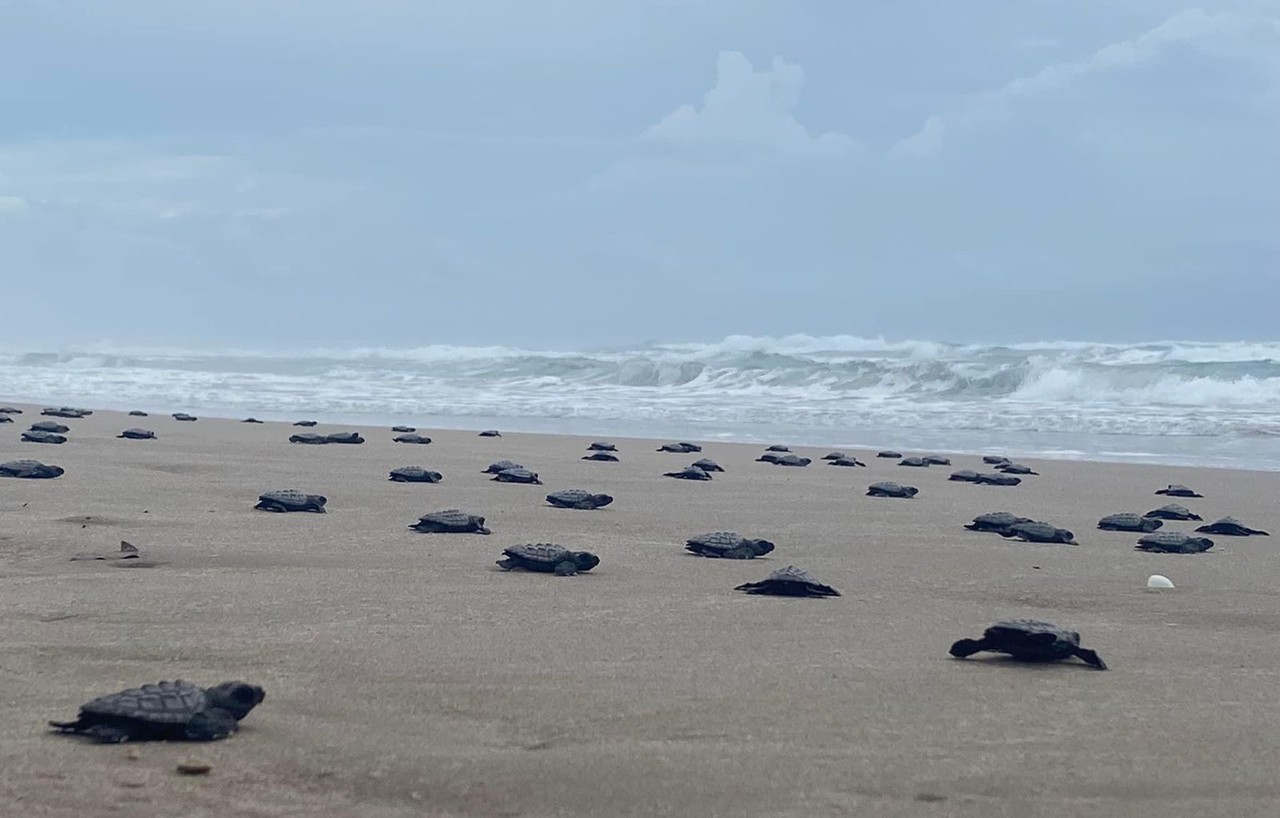 Tortugas Lora muertas en playa Miramar. Foto: Axel Hassel