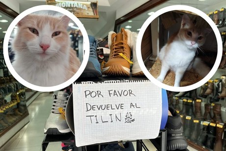 Se busca a 'Tilín': gatito que fue robado de zapatería en Monterrey