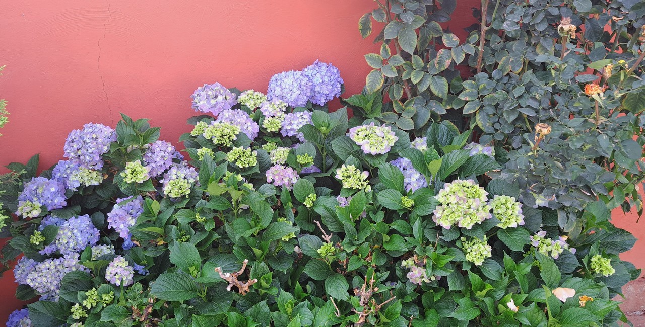 El concepto de 'música de las plantas' ha sido objeto de debate y estudio durante décadas. Foto: POSTA