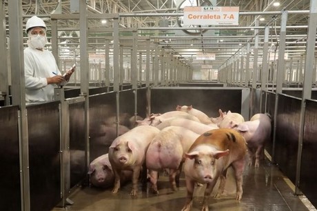 Cierran parcialmente granja porcina en Veracruz