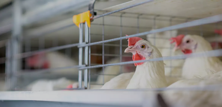 Las autoridades de Salud, Agricultura y Medio Ambiente en México descartaron cualquier riesgo para la población por la gripe aviar H5N2, tomaron medidas para evitar una epidemia en las aves. Foto: Shutterstock