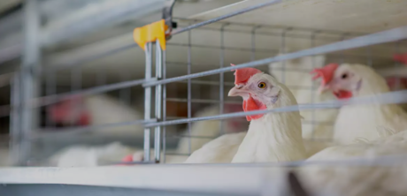 No hay riesgo para la población tras primera muerte por gripe aviar: Salud