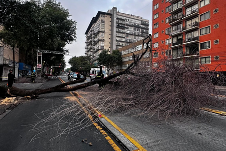 Cae árbol de 20 metros y afecta la circulación de la Línea 3 del Metrobús