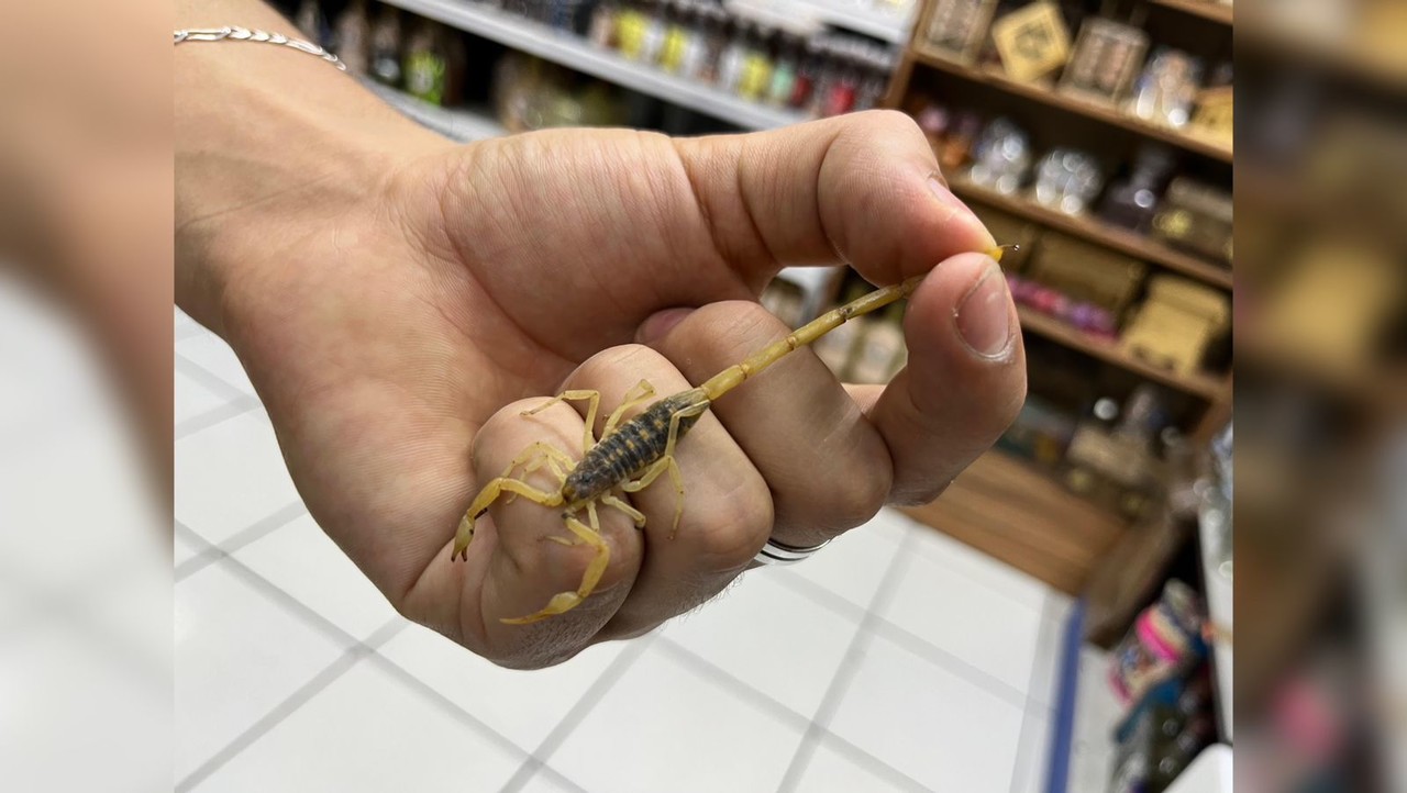 Una persona sosteniendo a un alacrán. Foto; Isaura Retana.