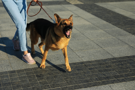 ¿De cuánto es la multa por ataque de perro en la CDMX?