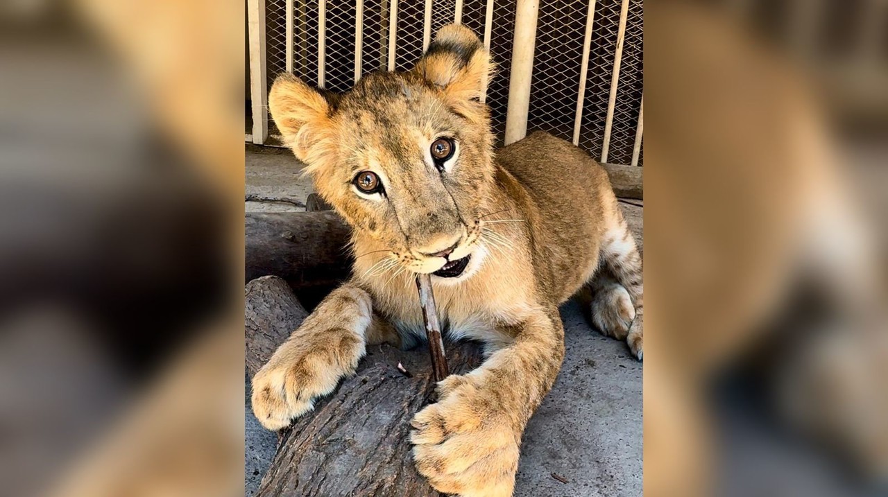 Carlitos nació en noviembre pasado en el Zoológico Sahuatoba. Foto: Isaura Retana.