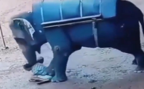 Elefante enfurecido aplasta y mata a su entrenador (VIDEO)
