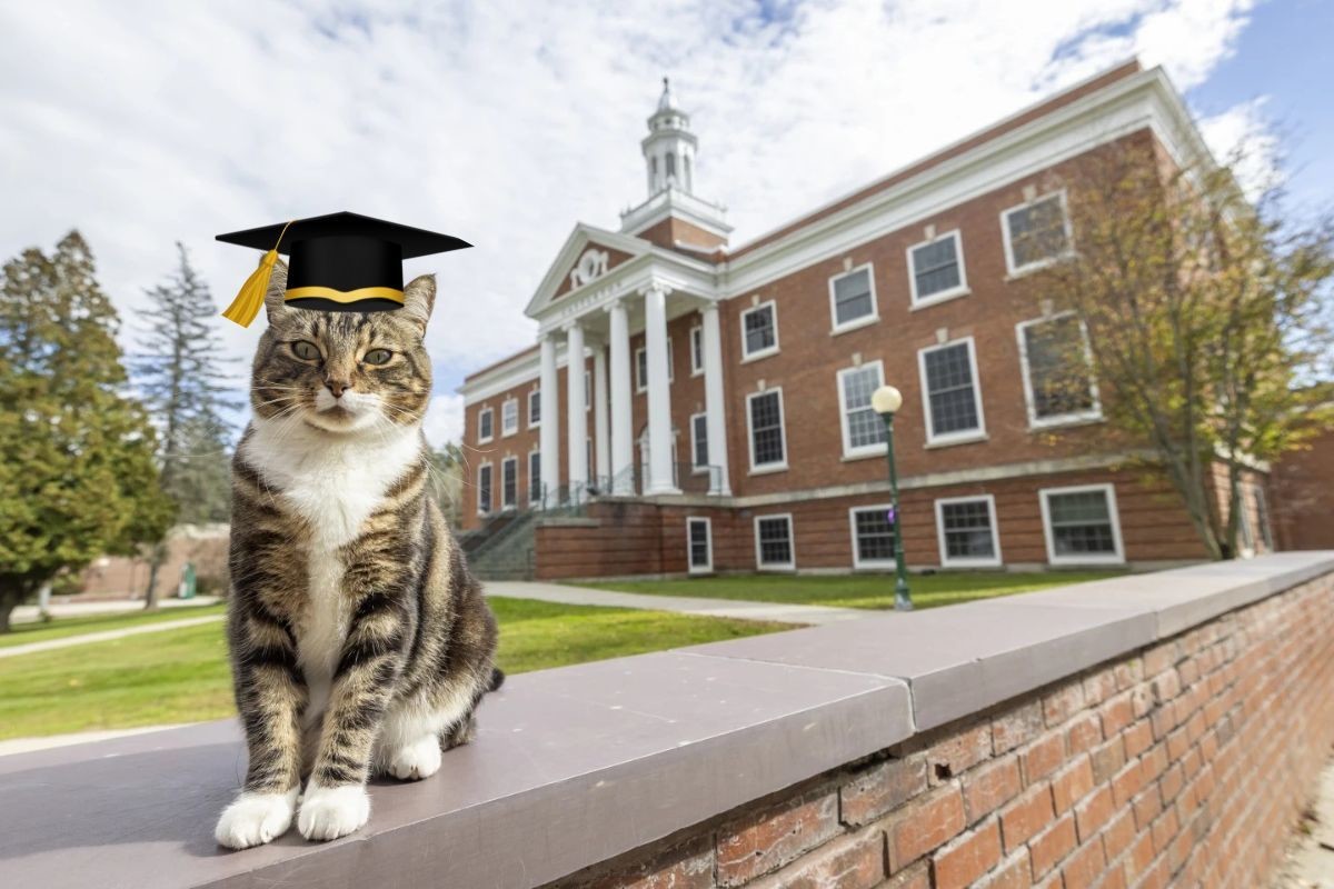 Max, el gato que obtuvo un Doctorado en Literatura. Foto: X @NEstrellaTv
