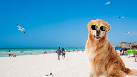 ¿Hay playas pet friendly en Yucatán? Aquí te compartimos cuales son