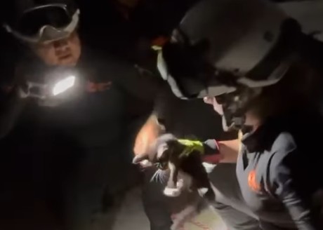 Rescatan a gato atrapado en tubería de baño en Guadalupe