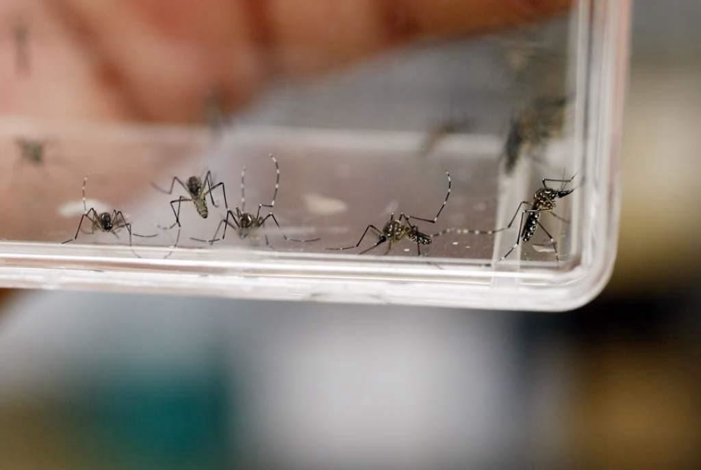 En la entidad mexiquense se han confirmado 227 casos de dengue. Imagen: GEM