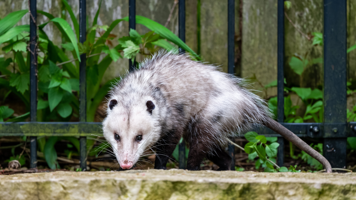 Estos marsupiales son omnívoros y viven entre 4 y 7 años Fotos: Especial