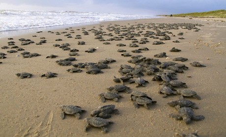 Resguardan mil 822 nidos de tortugas lora