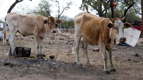 Suman hasta la fecha más de 4 mil 600 cabezas de ganado muertas