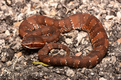 ¿Qué especies de serpientes salen durante las lluvias en Yucatán?